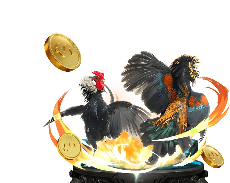 Tổng quan về đá gà vty05 casino